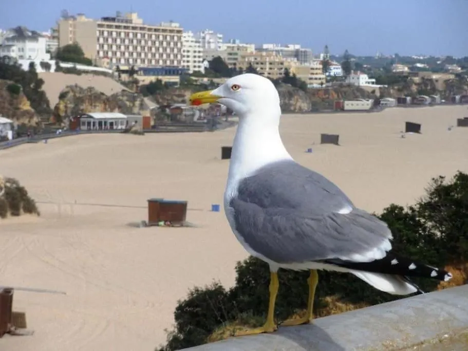 T1 Na 1 Linha Da Praia Da Rocha Portimao
